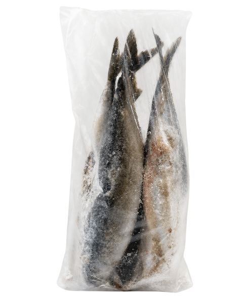 Whole Mackerel Fish